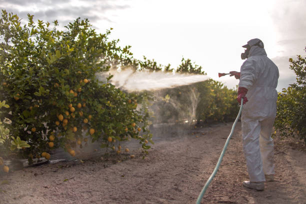 Best Affordable Pest Control Services  in Tatum, TX